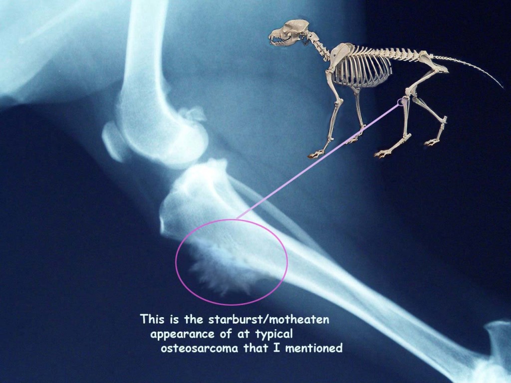 what-is-dog-osteosarcoma